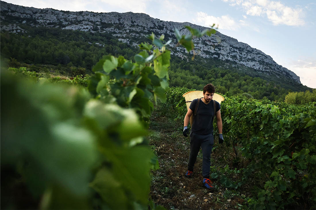 Сбор винограда начался на юге Франции