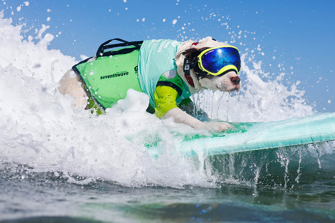 В Калифорнии снова собачий заплыв на сёрфах