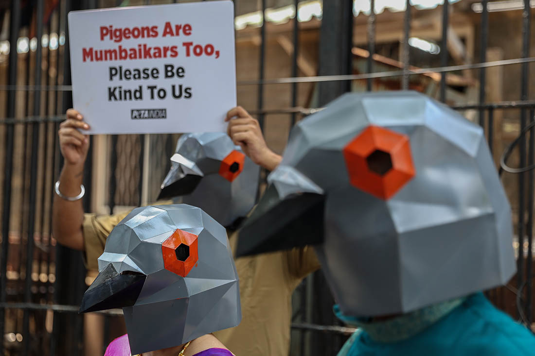 Акция зоозащитников PETA в Мумбаи против запрета на кормление голубей