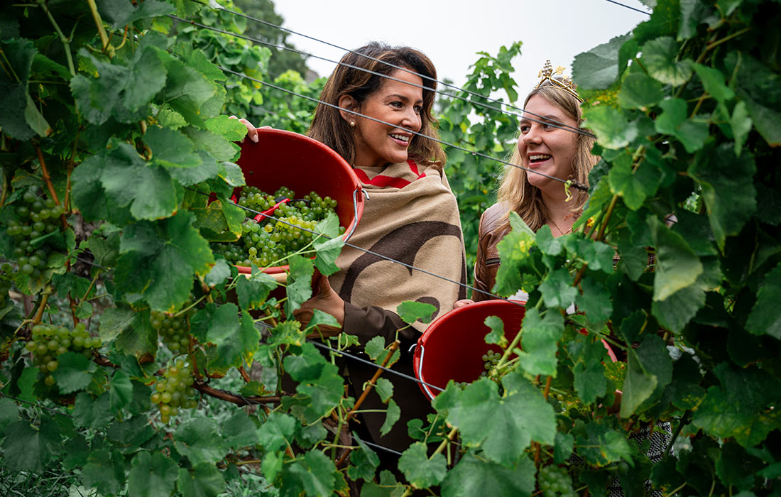 Сезон сбора винограда в Баварии