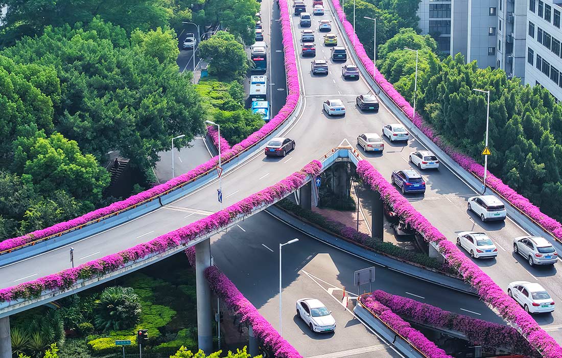 Цветение бугенвиллеи вдоль дорожной эстакады в китайском Фучжоу