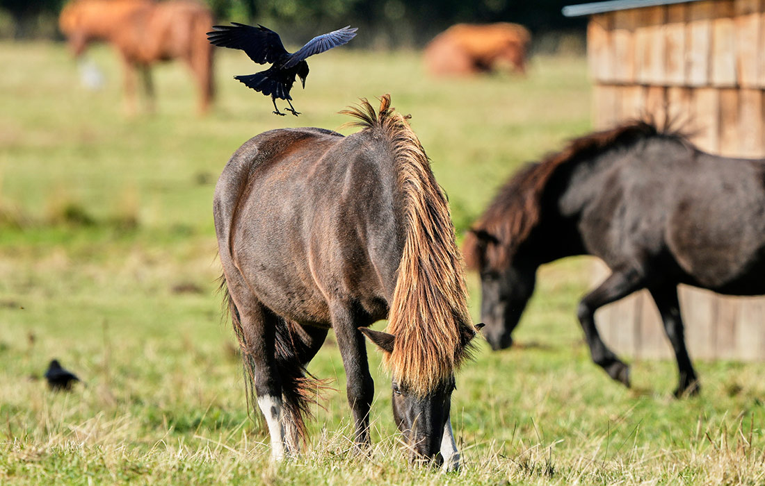 Исландские лошади на западе Германии
