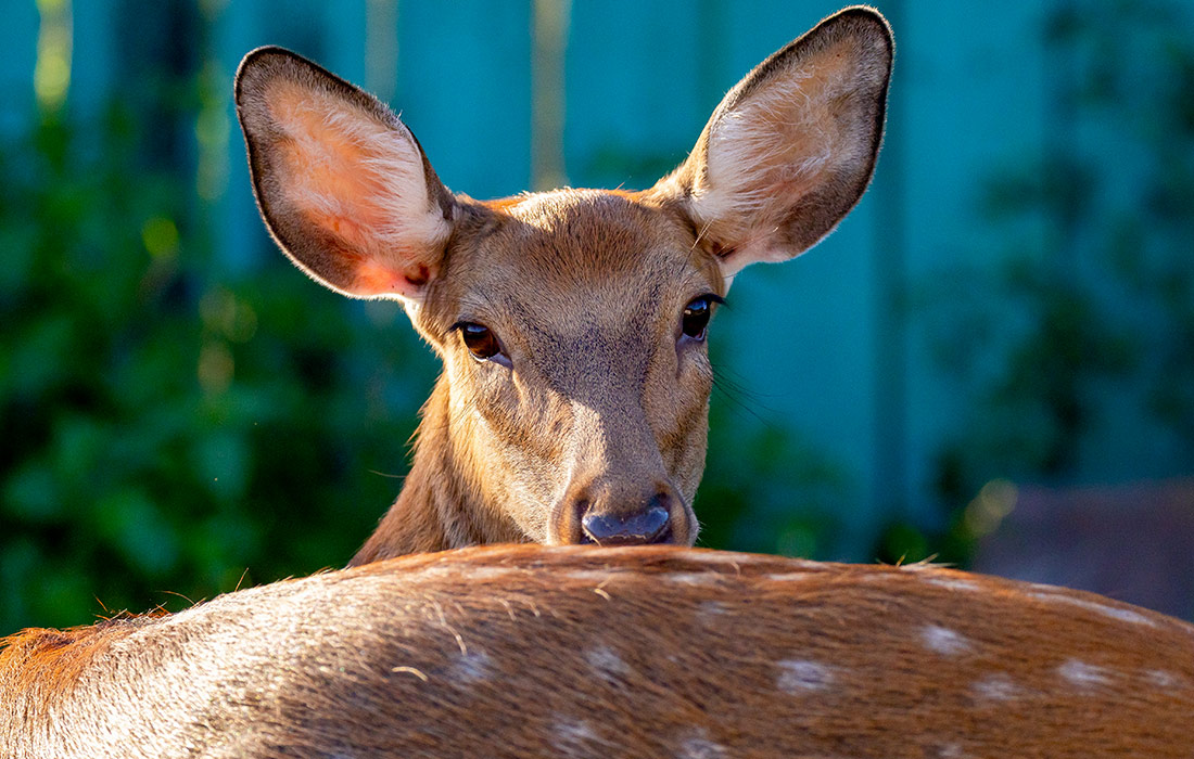 Парк дикой природы "Леопарды на Гамова" в Приморском крае
