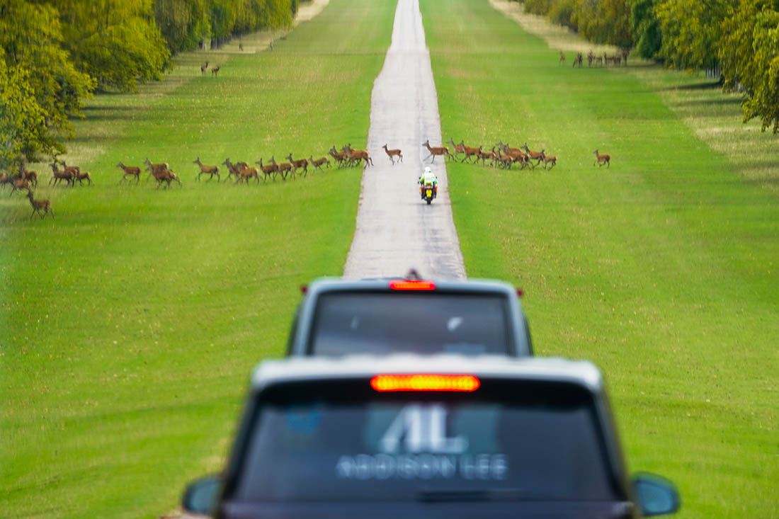 Олени у Виндзорского дворца в Великобритании