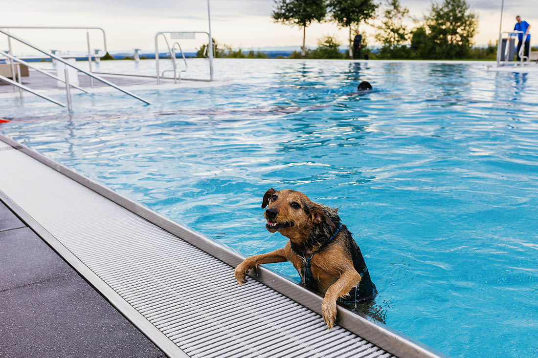 Собака купается в бассейне в Баден-Вюртемберге