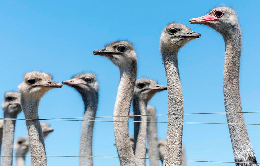 Страусы на ферме American Ostrich Farms в американском Айдахо