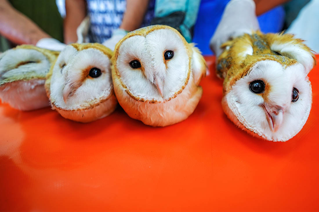 Спасенные совы в реабилитационном центре в Турции
