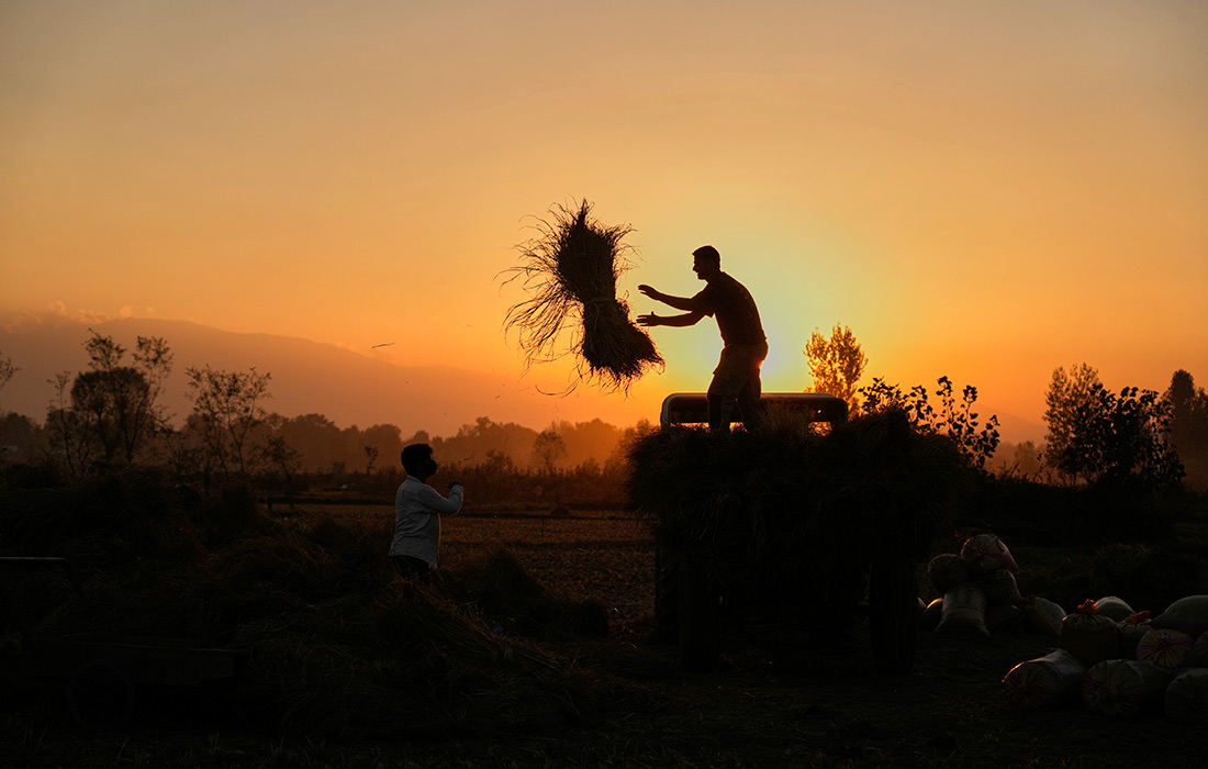 Фермеры загружают урожай с рисового поля на окраине Кашмира, Индия