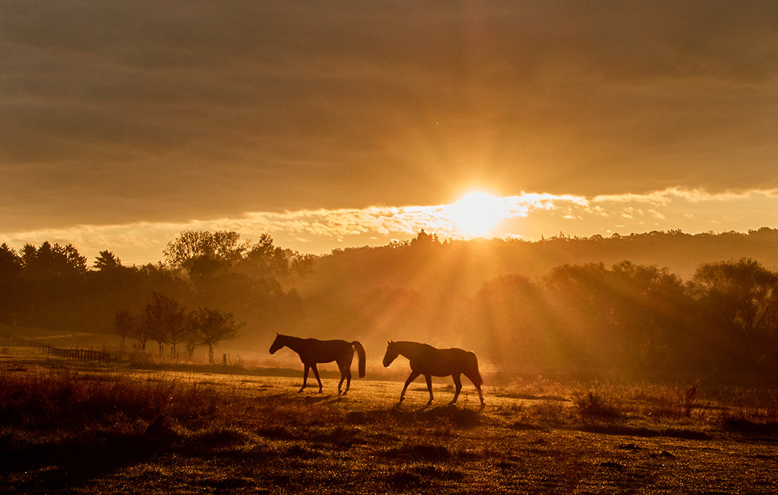 Лошади на рассвете во Франкфурте
