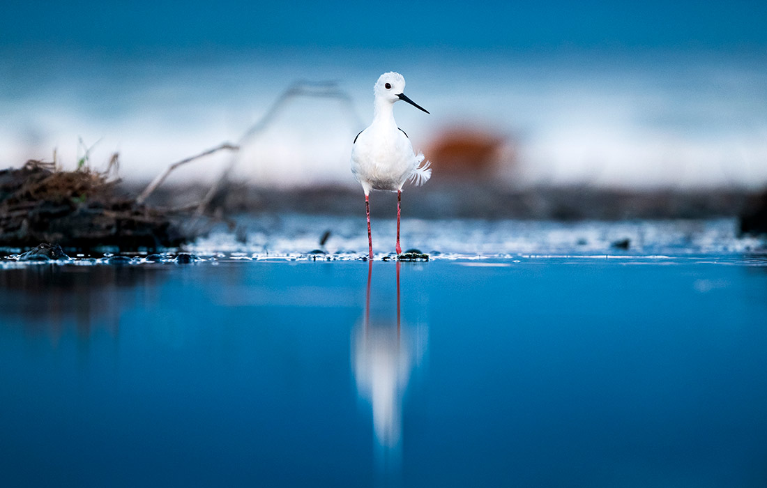 Ходулочник в турецкой Бурсе