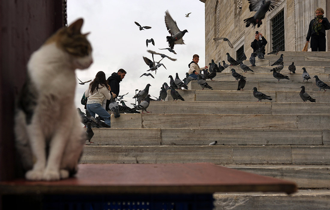 Повседневная жизнь в Стамбуле