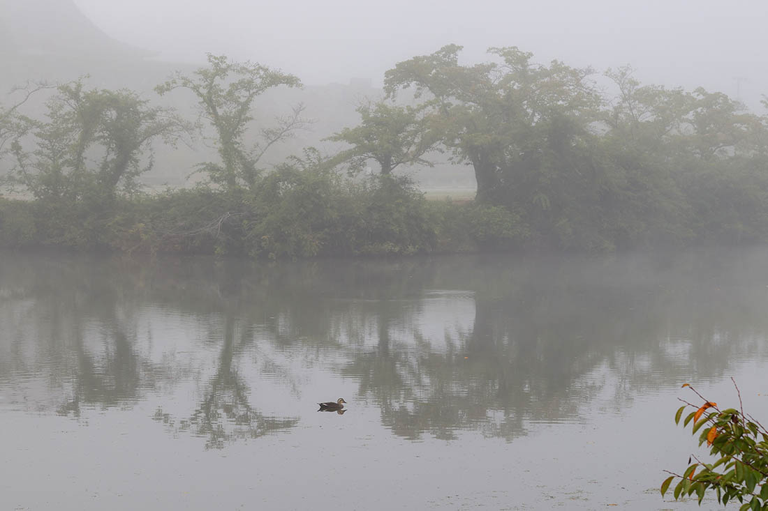Утка плавает в водоеме в окрестностях замка Сасаяма, Япония