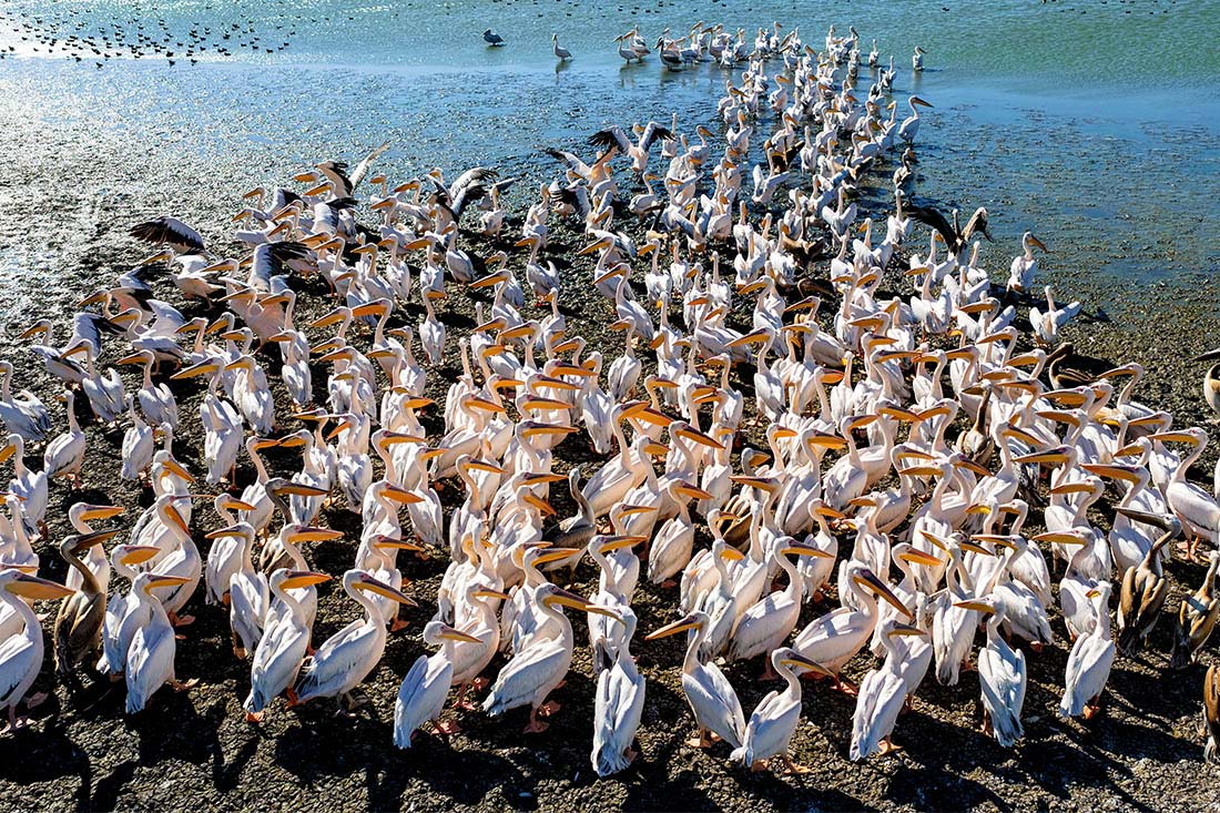 Пеликаны на обмелевшем озере Маньяс в Турции