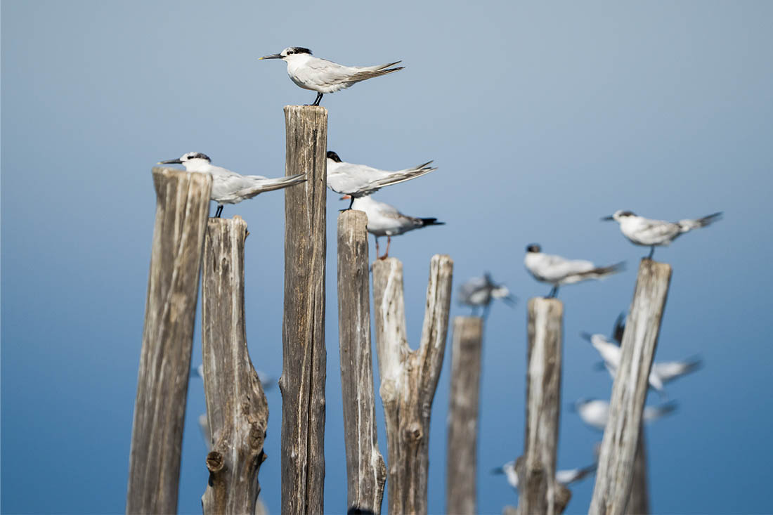 Песчанки прилетели на зимовку в Бурсу (Турция)