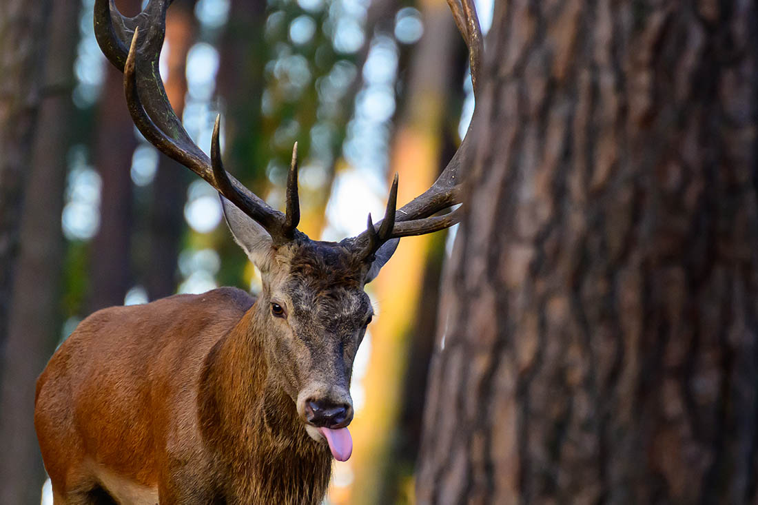 Олень в лесу в Бранденбурге