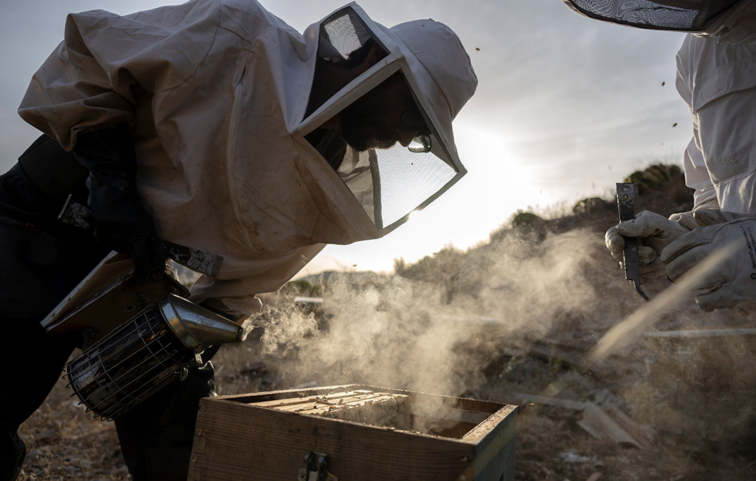 Пчеловодство в Афинах