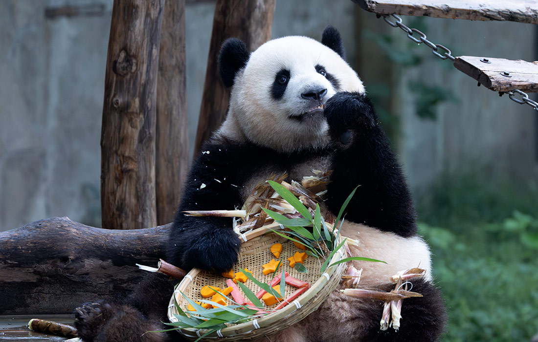 Большая панда в зоопарке Чунцина, Китай