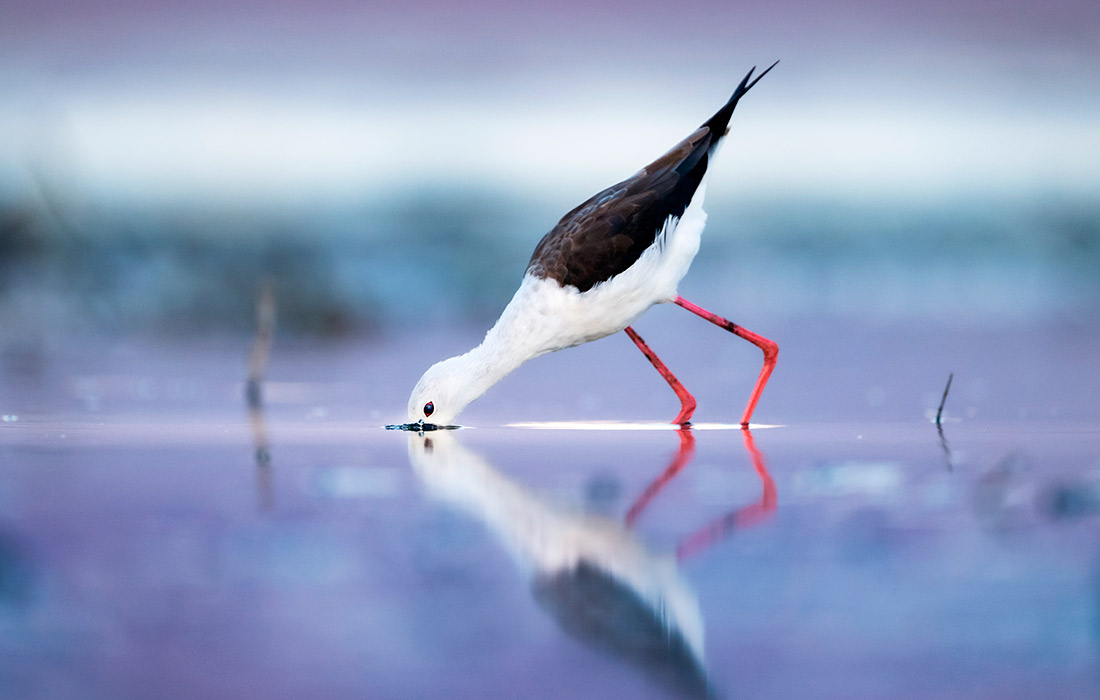 Ходулочник в турецкой Бурсе