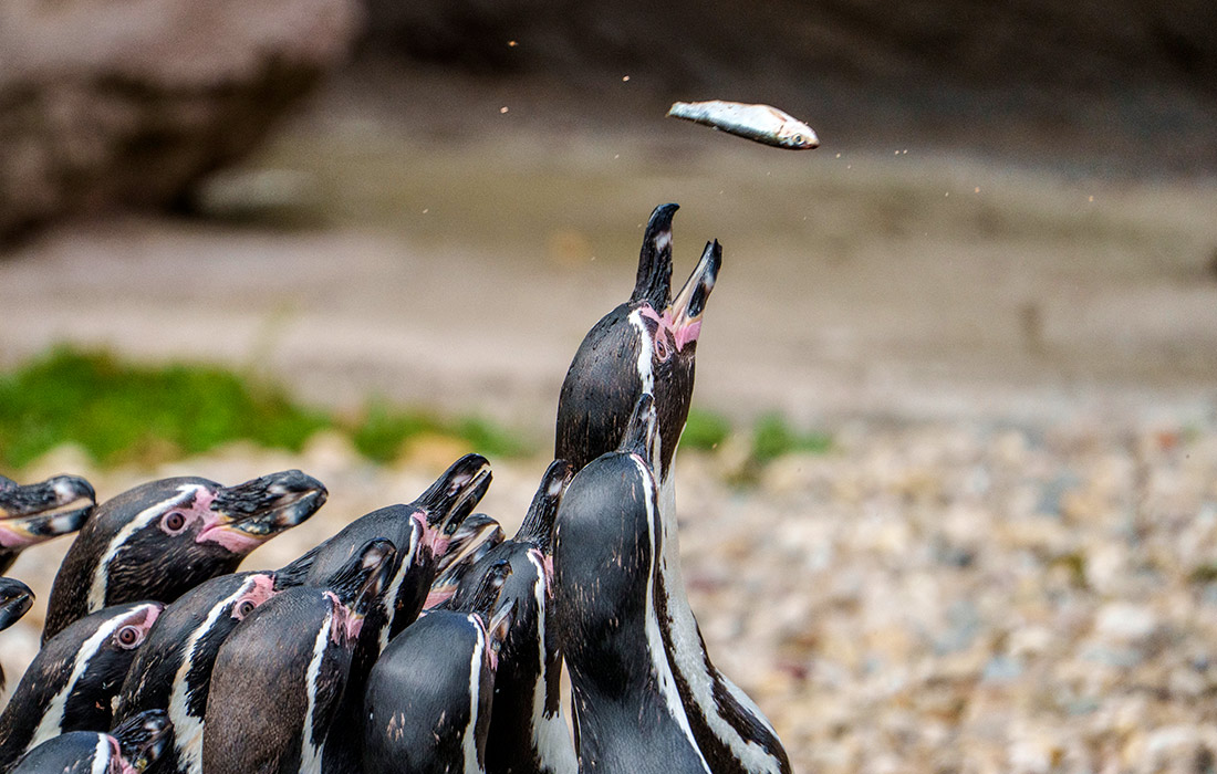 Пингвины во время кормления во Франкфуртском зоопарке