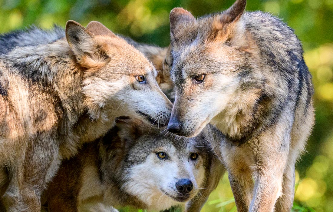 Мексиканские волки в зоопарке Сиэтла
