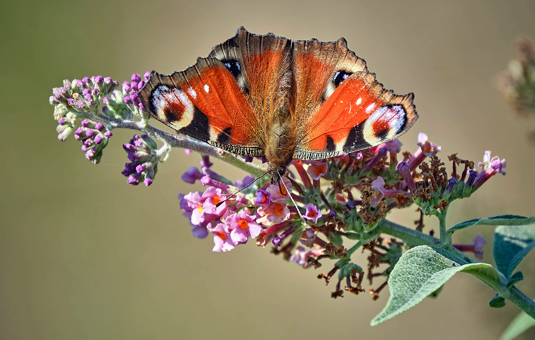 Бабочка павлиний глаз в Германии