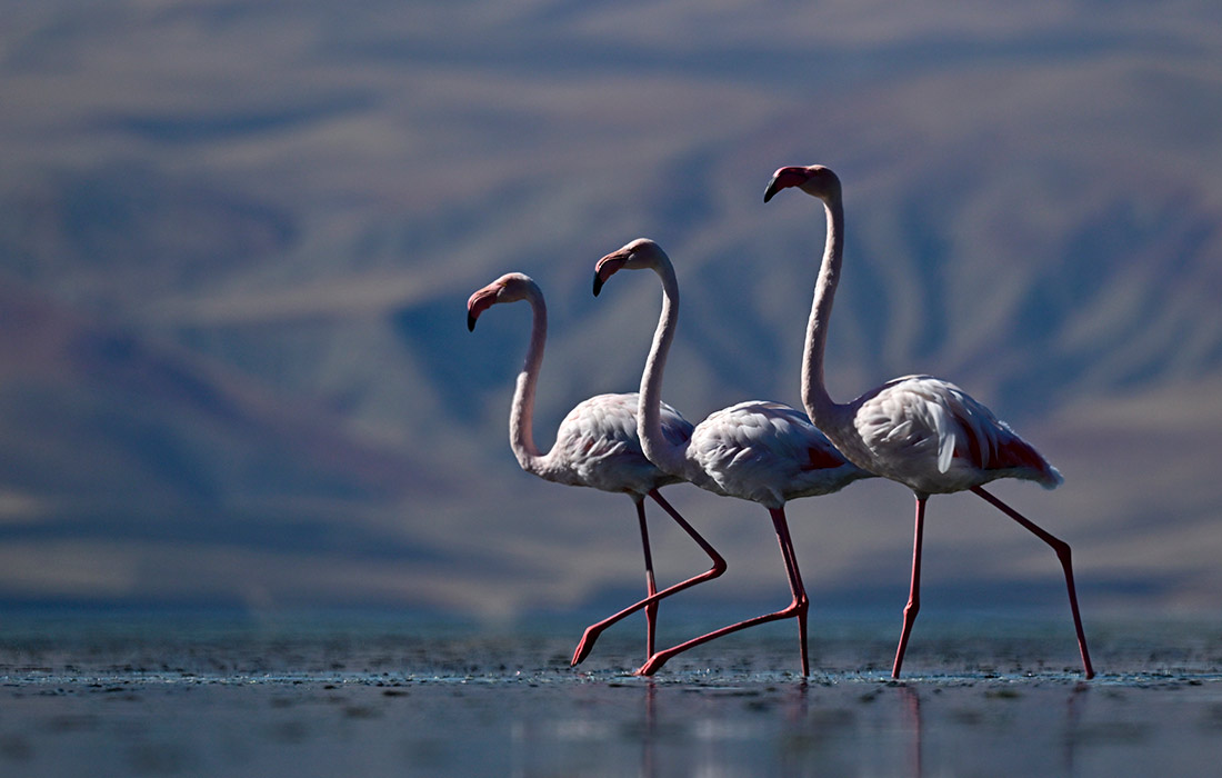 Перелетные фламинго на озере Эрчек в турецком Ване