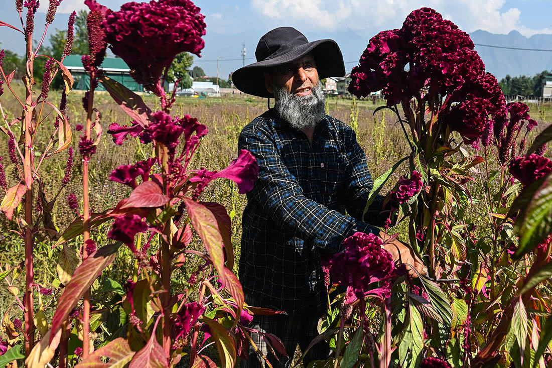Целозия цветет в Сринагаре (Индия)