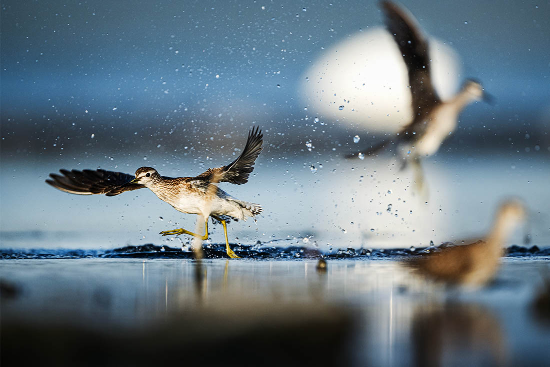 Перелетные птицы фифи отдыхают на своем пути в Бурсе (Турция)