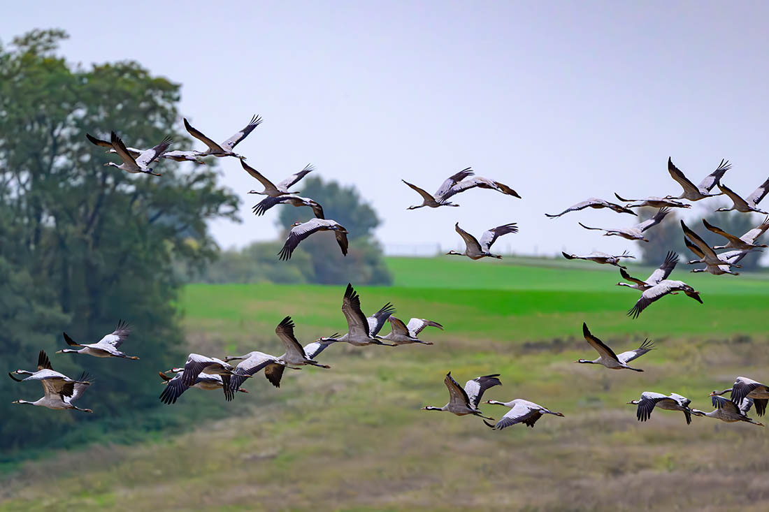 Аисты в Бранденбурге