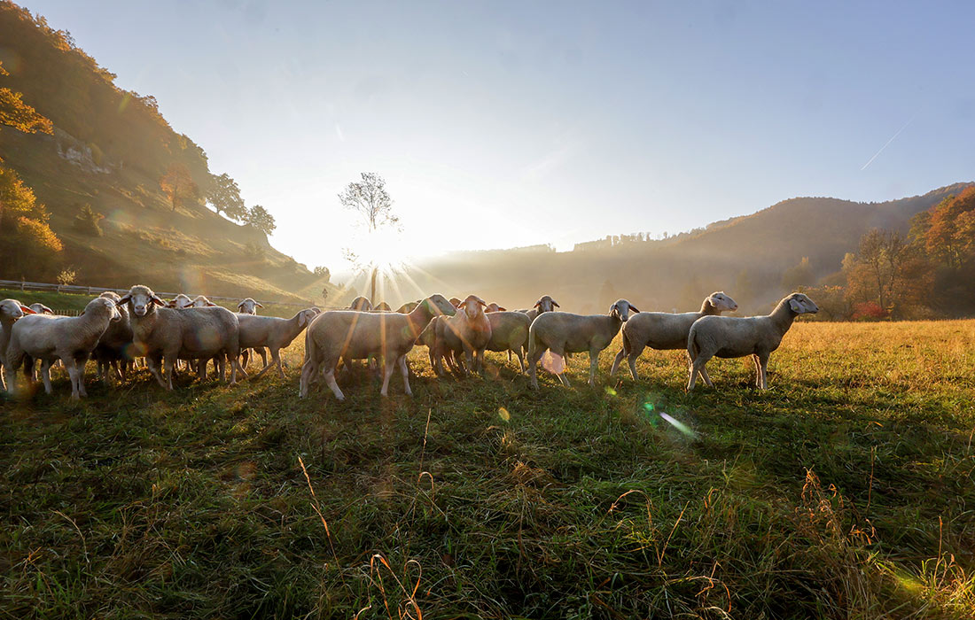 Овцы стоят в лучах Солнца на пастбище в немецком Баден-Вюртемберге