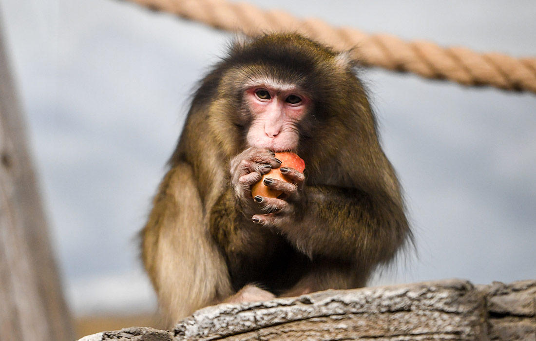 Снежные обезьяны в Новосибирском зоопарке имени Шило