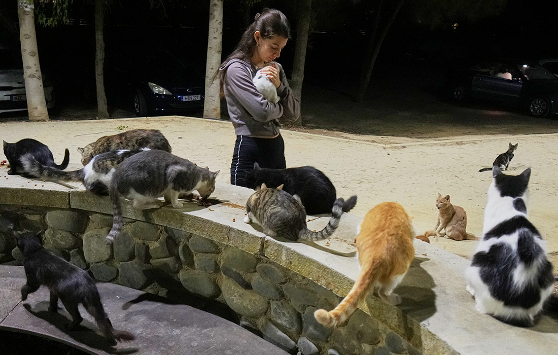 По оценкам организаций по защите прав животных, на Кипре проживает более миллиона бездомных котов