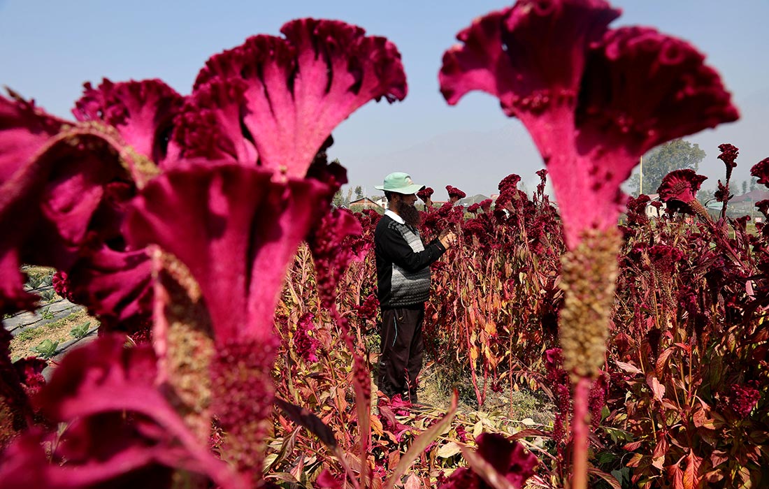 Сбор целозии в индийском Сринагаре