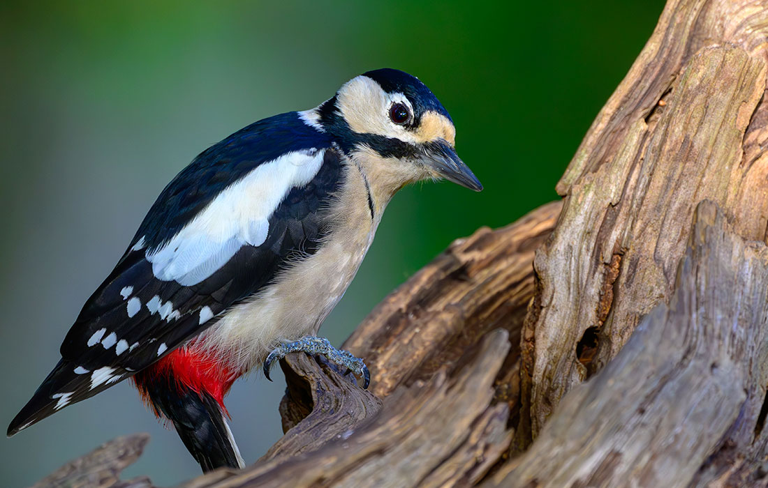 Большой пёстрый дятел в немецком Зиверсдорфе
