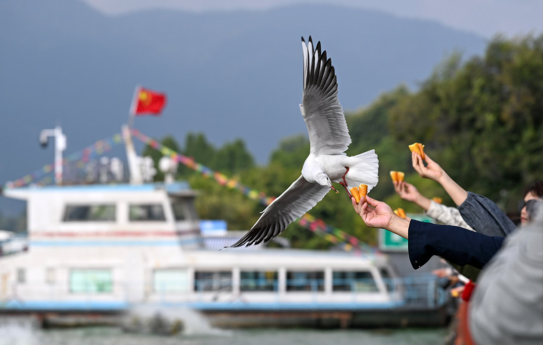 Черноголовые чайки летят в китайский Куньмин на зимовку