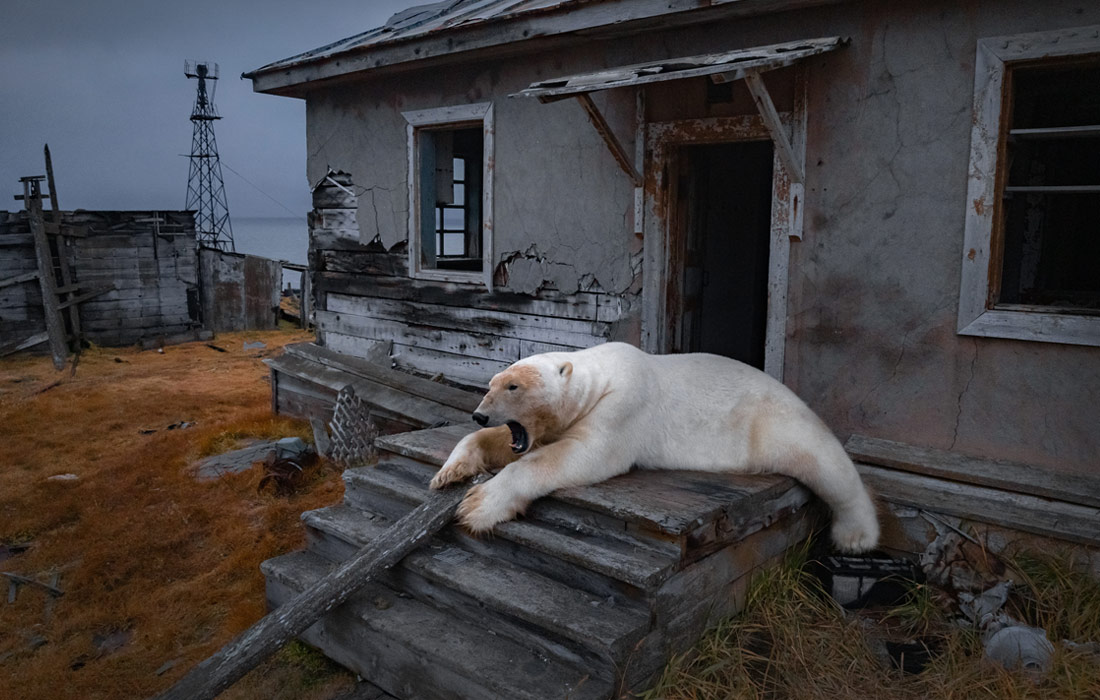 Белый медведь на заброшенной исследовательской станции на острове Колючин у берегов Чукотки