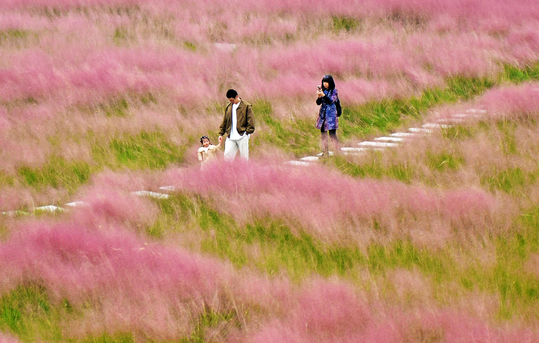 Цветение мюленбергии волосовидной, провинция Шаньдун, Китай