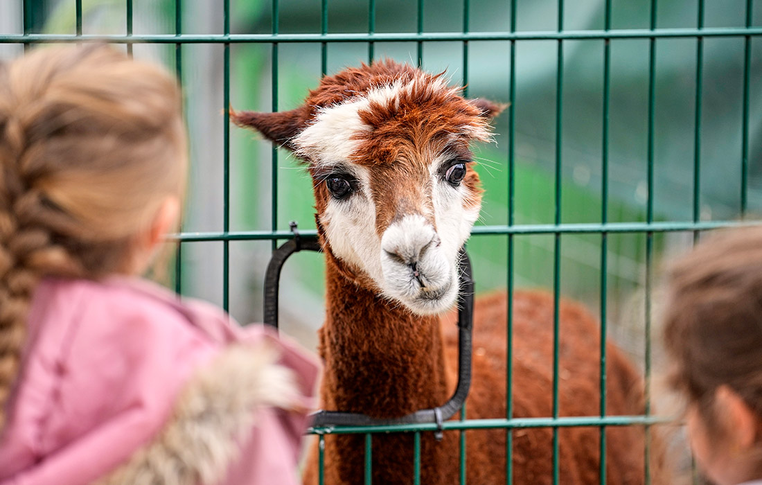 Альпака на ферме в Кастроп-Раукселе, Германия