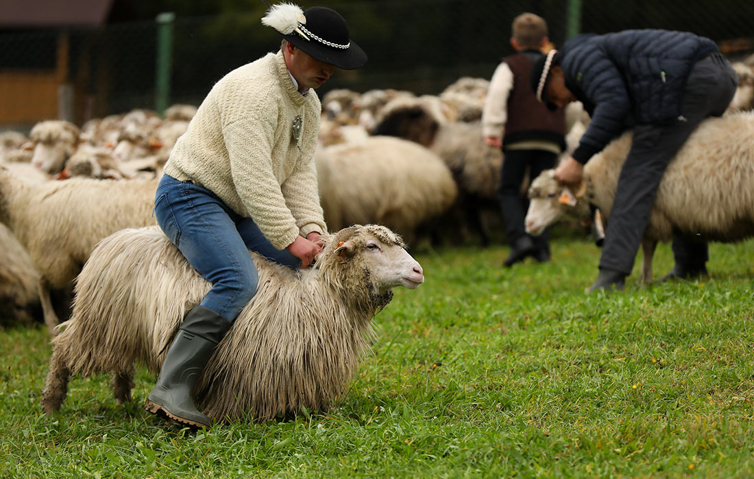 Ежегодный марш польских пастухов в Новом Тарге