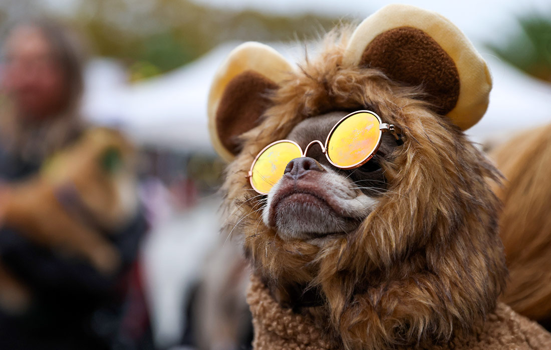 Фестиваль питомцев "Море Лап" в Сочи