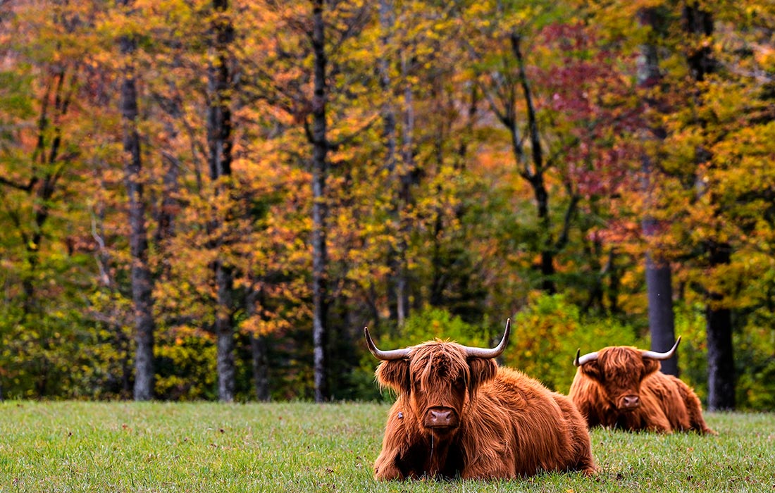 Осень в американском штате Нью-Гэмпшир