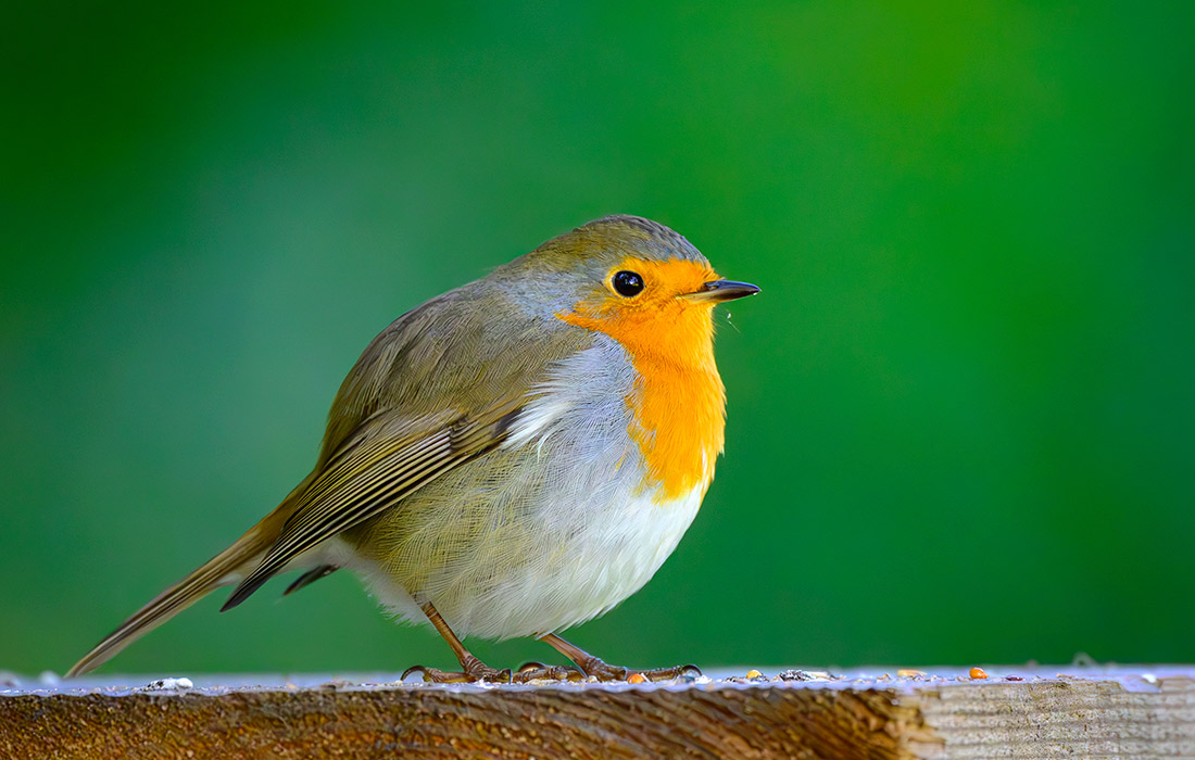 Малиновка в немецком Зиверсдорфе