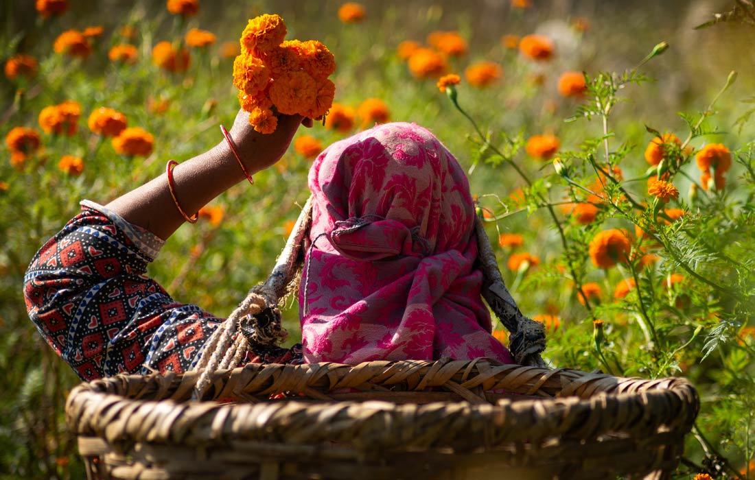 Сбор бархатцев для фестиваля Тихар в Катманду