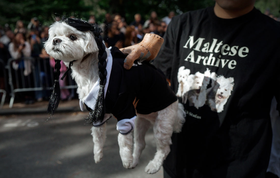 Ежегодный костюмированный парад собак в преддверии Хэллоуина в Нью-Йорке