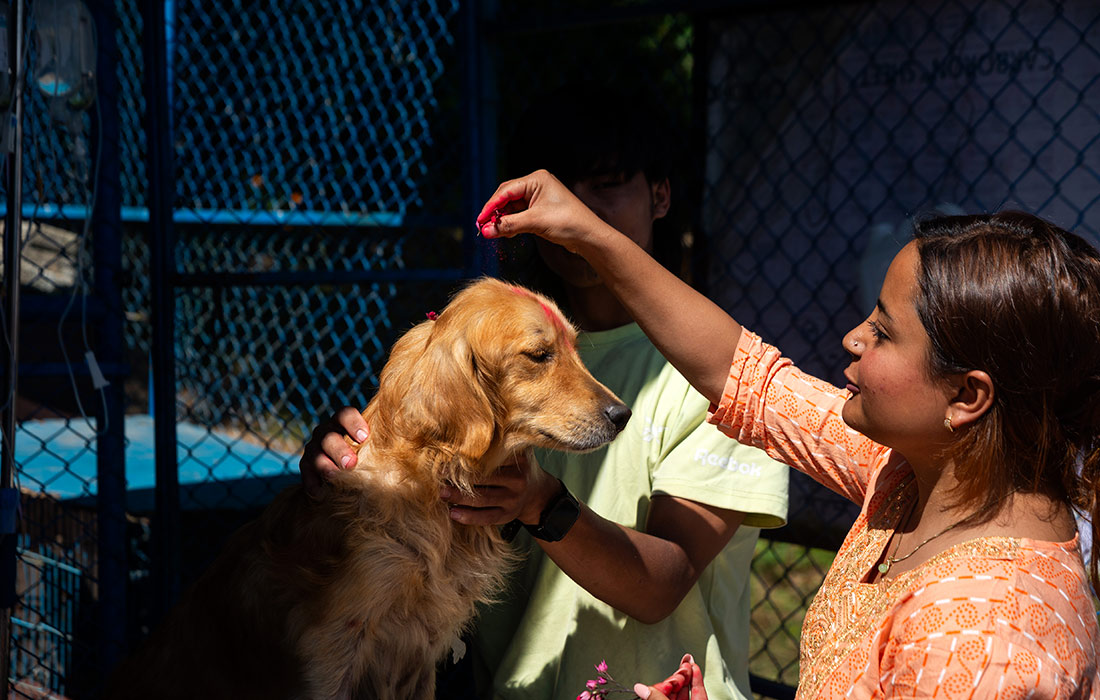 Центр по уходу за животными в Непале во время фестиваля Куккур Тихар