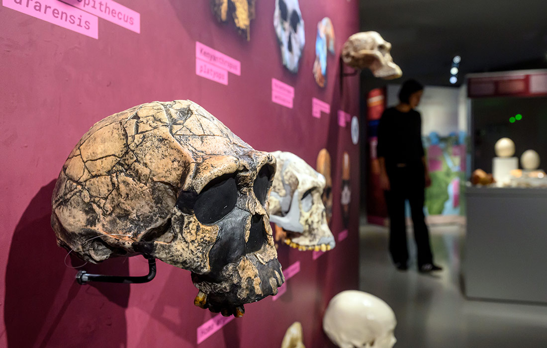 Выставка "Планета Африка" открывается в Государственном археологическом музее Хемница в Германии