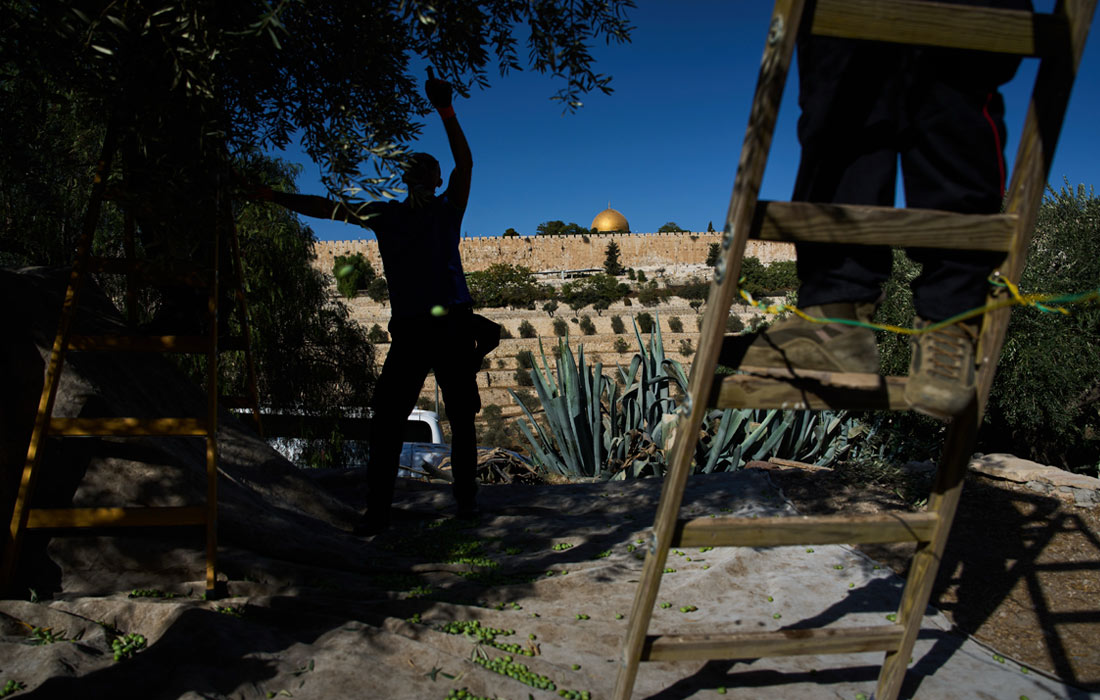 Сбор оливок на Елеонской горе в Иерусалиме