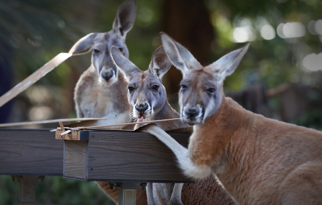 Красные кенгуру в зоопарке Таронга в Сиднее