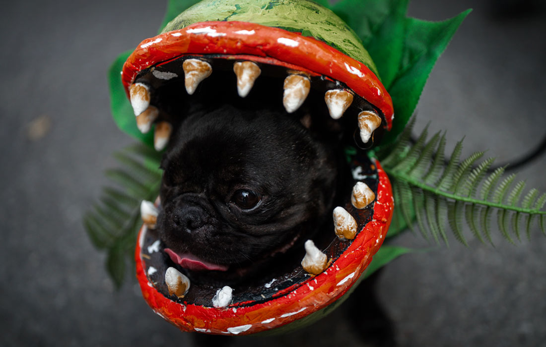 Ежегодный костюмированный парад собак в преддверии Хэллоуина в Нью-Йорке