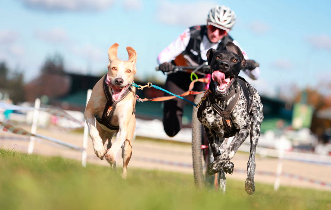 Гонка на собачьих упряжках в Нижней Саксонии, Германия